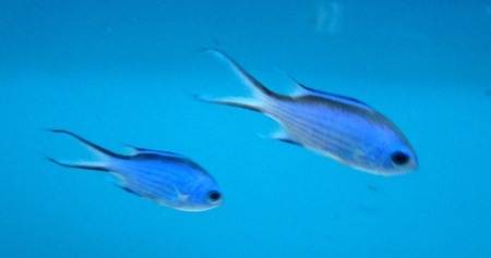  Chromis cyanea (Reef Chromis, Blue Chromis)